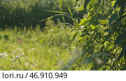 Lot of midges are flying in meadow on background of sun's rays. Стоковое фото, фотограф David Kashakhi / Фотобанк Лори