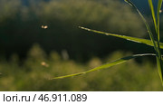 Close-up of grass with midges on sunny day. Стоковое фото, фотограф David Kashakhi / Фотобанк Лори