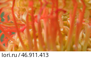 Close-up reflection of flower under water. Стоковое фото, фотограф David Kashakhi / Фотобанк Лори