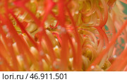 Close-up reflection of flower under water. Стоковое фото, фотограф David Kashakhi / Фотобанк Лори