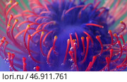 Bright macro photography.Stock footage.Various multicolored flowers on which smoke is blown on a bright background. Стоковое фото, фотограф David Kashakhi / Фотобанк Лори