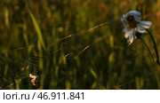 Insects in a summer meadow under the shining sun. Стоковое фото, фотограф David Kashakhi / Фотобанк Лори