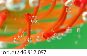 Macro view of unusual colorful algae with air bubbles isolated on a green background. Стоковое фото, фотограф David Kashakhi / Фотобанк Лори