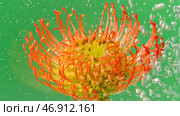 Leucospermum flower on a green background placed into transparent water. Стоковое фото, фотограф David Kashakhi / Фотобанк Лори