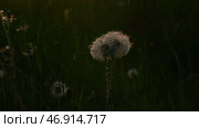 Big dandelions with dew and rain on them.Dripping drops enveloped the fluff of the flower and just green grass and rain can be seen in the background. Стоковое фото, фотограф David Kashakhi / Фотобанк Лори
