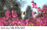 A spider sitting on a solar web and clinging to it with its small shaggy paws sits next to purple orchids in the sun. Стоковое фото, фотограф David Kashakhi / Фотобанк Лори