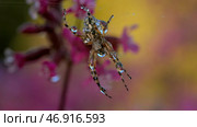 Bright purple flowers with cobwebs on which he hangs on his paws. Стоковое фото, фотограф David Kashakhi / Фотобанк Лори