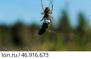 A tarantula with thin legs crawls and touches a stone that hangs on a web. Стоковое фото, фотограф David Kashakhi / Фотобанк Лори