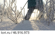 A view of small trees and twigs that stand in the inii and snow and a man on skis who is walking along the highway is visible from behind. Стоковое фото, фотограф David Kashakhi / Фотобанк Лори