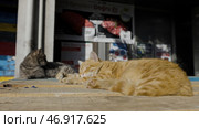 Action.Two black street cats of red and black color basking in the sun near the stalls. Стоковое фото, фотограф David Kashakhi / Фотобанк Лори