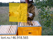 A beekeeper, a woman in a protective suit against bee stings, installs a separation grate in the hive. Beekeeping, care of the hive. Стоковое фото, фотограф Ольга Симонова / Фотобанк Лори