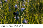Creative.Green grass where bumblebees collect nectar from flowers and spiders weave webs in the sun. Стоковое фото, фотограф David Kashakhi / Фотобанк Лори