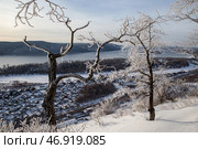 Заледенелые деревья. Стоковое фото, фотограф Ольга Дубровская / Фотобанк Лори