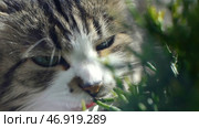 Natural hairball treatment, white, red pet cat eating fresh grass, green oats, emotionally, copy space, the concept of the health of Pets. Стоковое фото, фотограф David Kashakhi / Фотобанк Лори