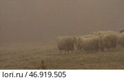 Herd of white sheeps crossing the yellow grass field in the foggy background. Стоковое фото, фотограф David Kashakhi / Фотобанк Лори