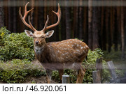 Portrait. A deer with beautiful antlers in a pen on a ranch, on a private eco-farm or in a petting zoo. Animal husbandry. Love for animals. Стоковое фото, фотограф Photojuli / Фотобанк Лори