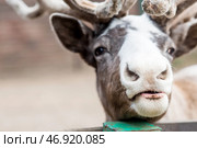 Portrait. A reindeer with beautiful antlers in a pen on a ranch, on an eco-farm or in a petting zoo. Animal husbandry. Love for animals. Стоковое фото, фотограф Photojuli / Фотобанк Лори