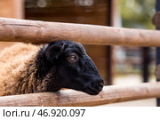 Livestock. A sheep in a pen. The concept of animal husbandry and rural life. A pet on a private eco-farm. Agricultural industry. Стоковое фото, фотограф Photojuli / Фотобанк Лори