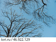 Ветки деревьев на фоне неба. Лиственный лес. Tree branches against the sky. Deciduous forest. Стоковое фото, фотограф Ольга Митряева / Фотобанк Лори