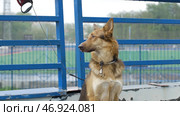Beautiful brown dog chained outside in the yard. Стоковое фото, фотограф David Kashakhi / Фотобанк Лори