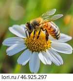 Bee Pollinates Daisy Flower in Bright Green Field During Sunny Day. Стоковое AI-изображение, AI-художник Юлия Гапеенко / Фотобанк Лори