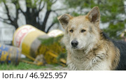 Sad beige dog-mongrel on a leash is . Стоковое фото, фотограф David Kashakhi / Фотобанк Лори