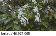 Close-up view of beautiful white blossoms of cow parsley plant or it is also known Queen Anne's, lace growing in the wild near the trees. Стоковое фото, фотограф David Kashakhi / Фотобанк Лори