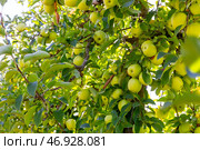 Green apple tree branch with ripe fruits in garden. Стоковое фото, фотограф Яков Филимонов / Фотобанк Лори