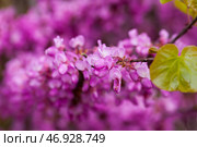 Blooming Cercis tree. Стоковое фото, фотограф Яков Филимонов / Фотобанк Лори