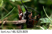 Touching a bug with a stick, small insect sitting in green meadow. Стоковое фото, фотограф David Kashakhi / Фотобанк Лори