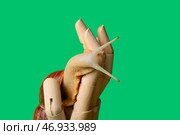 Улитка с деревянной рукой на цветном фоне. Стоковое фото, фотограф Pixel_shot / Фотобанк Лори