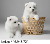 Симпатичные щенки самоеда с корзинкой на сером фоне. Стоковое фото, фотограф Pixel_shot / Фотобанк Лори