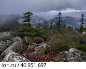 Покрасневший бадан, на склоне горы. Стоковое фото, фотограф Кузнецов Александр / Фотобанк Лори