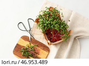 Композиция из свежей микрозелени и ножниц на белом фоне крупным планом. Стоковое фото, фотограф Pixel_shot / Фотобанк Лори