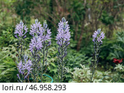 Camassia leichtlinii Caerulea flower in a garden. Стоковое фото, фотограф Ольга Сейфутдинова / Фотобанк Лори