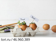 Теги со словом SEED и молодые растения в яичной скорлупе на белом деревянном фоне. Стоковое фото, фотограф Pixel_shot / Фотобанк Лори
