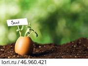 Тег со словом SEED и молодые растения в яичной скорлупе на открытом воздухе. Стоковое фото, фотограф Pixel_shot / Фотобанк Лори