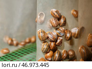 Много улиток на ферме. Стоковое фото, фотограф Pixel_shot / Фотобанк Лори