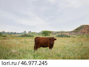 Дойная корова пасется на зеленом поле. Стоковое фото, фотограф Pixel_shot / Фотобанк Лори