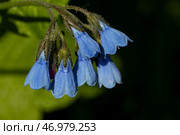 The flowering borage is medicinal, used in food and medicine. Стоковое фото, фотограф Андрей Бакусов / Фотобанк Лори