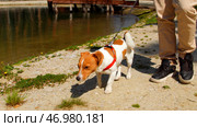Playful young dog waking with owner by the small pond. Стоковое фото, фотограф David Kashakhi / Фотобанк Лори