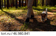 Happy active dog on a leash running on a forest path. Стоковое фото, фотограф David Kashakhi / Фотобанк Лори