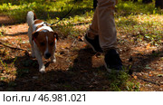 Happy active dog on a leash running on a forest path. Стоковое фото, фотограф David Kashakhi / Фотобанк Лори