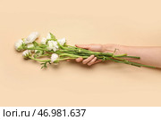 Женская рука с красивыми цветами ранункулюса на цветном фоне, крупным планом. Стоковое фото, фотограф Pixel_shot / Фотобанк Лори