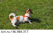 Beautiful dog smiles and barks somersaults on green grass. Стоковое фото, фотограф David Kashakhi / Фотобанк Лори