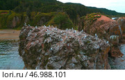 Flocks of seagulls on sea rocks off coast of wild island. Стоковое фото, фотограф David Kashakhi / Фотобанк Лори