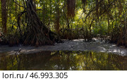 Calm river and jungles in hot summer region. Стоковое фото, фотограф David Kashakhi / Фотобанк Лори