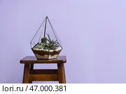 Флорариум на столе возле сиреневой стены. Стоковое фото, фотограф Pixel_shot / Фотобанк Лори