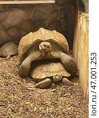 Observe Tortoises Engaging in Competition While Existing in Their Natural Habitat Outdoors. Стоковое фото, фотограф David Kashakhi / Фотобанк Лори