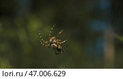 Big spider on web on sunny summer day. Стоковое фото, фотограф David Kashakhi / Фотобанк Лори